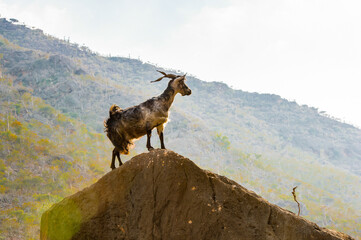 It's Goat on the Socotra Island, Yemen