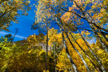 Golden  Fall Leaves of the Quaking Aspen (Populus tremuloides) on the Shore of Silver Lake, June Lake, California, USA