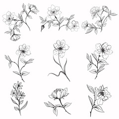 Collection of vector elegant rustic plants for design
