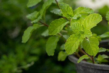 Mint leaves, herbs or vegetables, plants are useful in cooking as herbs and extracted into the smell peppermint.
