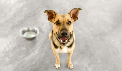 Dog Food Bowl