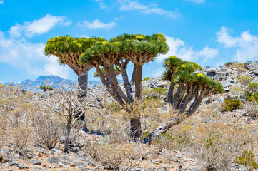 It's Dragon tree on the Socotra Island, Yemen