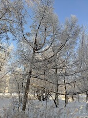 Fototapeta premium trees in winter