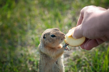 feeding a gopher an Apple from a human hand. close up