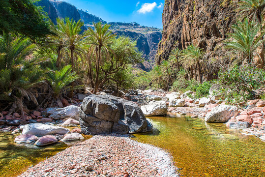 Socotra Bilder Durchsuchen 6,185 Archivfotos, und