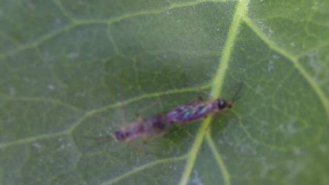 Two sand flies on a leaf having sex.