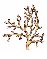brown coral in the ocean