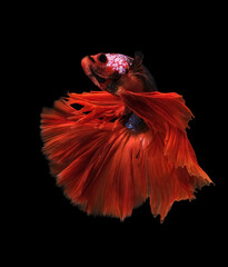 Betta fish,Siamese fighting fish,siamese fighting fish betta splendens (Halfmoon betta,Betta splendens Pla-kad ( biting fish) isolated on black background.