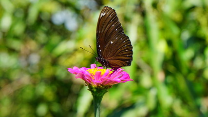 Fototapeta na wymiar Beautiful butterfly in a flowery garden