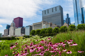 Flowers in Garden and Downtown, Chicago, Illinois,USA