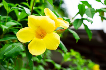Fototapeta premium The flowers are bright yellow, beautiful.