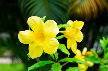 Fototapeta premium The flowers are bright yellow, beautiful.
