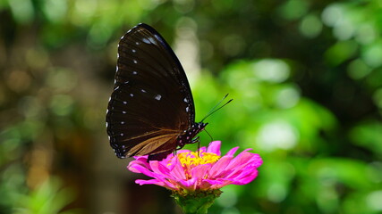 Beautiful butterfly in a flowery garden