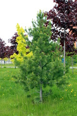 Obraz premium A small spruce tree grows in the park