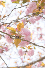 pink blossom on tree
