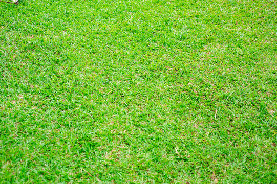 Fresh green grass background picture