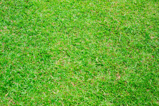 Fresh green grass background picture