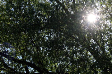 The sun is seeping through the branches of trees