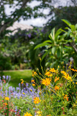 Garden with lush tropical summer vegetation and flowers in queensland