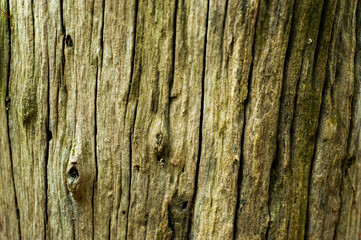The background of the tree trunk has a beautiful exotic pattern.