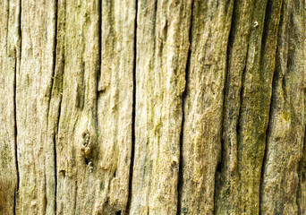 Obraz premium The background of the tree trunk has a beautiful exotic pattern.