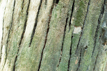 Fototapeta premium he background of the tree trunk has a beautiful exotic pattern.