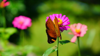 Beautiful butterfly in a flowery garden