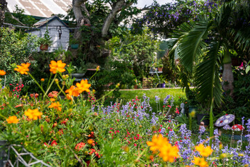 Fototapeta na wymiar Garden with lush tropical summer vegetation and flowers in queensland