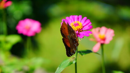 Beautiful butterfly in a flowery garden