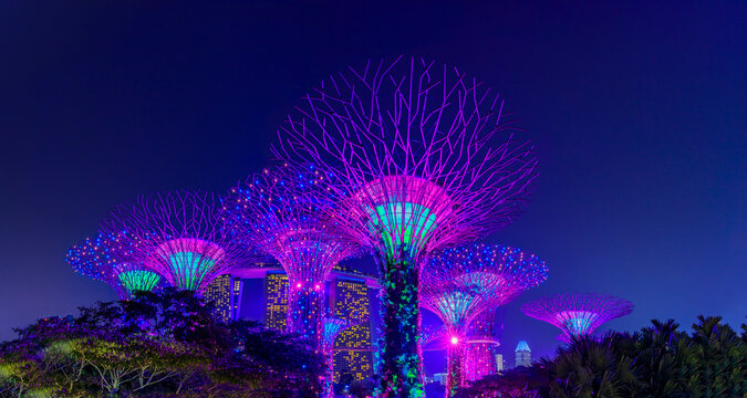 Singapore - September 11, 2019: Colorful light show Garden Rhapsody at sunset at the Supertree Grove at Gardens by the Bay, popular tourist attraction