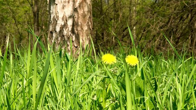 dandelions in the spring forest
