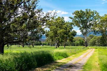 Fototapeta na wymiar Farm access track with fences and lush summer green vegetation, Queensland