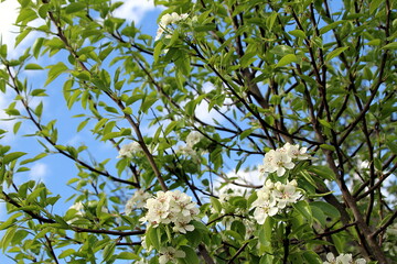 Pear tree blossoms under the bright spring sun
