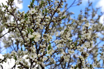 White pWhite plum blossoms on a spring bright sunny daylum blossoms on a spring bright sunny day