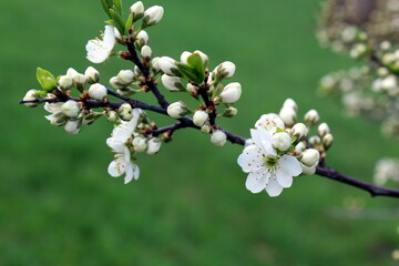 One branch of plum on a background of green grass