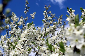 White plum blossoms on a spring bright sunny day