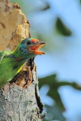 a beautiful and cute juvenile blue throated barbet (psilopogon asiaticus) is chirping, countryside of west bengal in india
