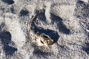 Bones