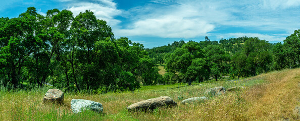 Foothills and Oak Trees-001