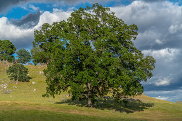 Foothills and Oak Trees-002