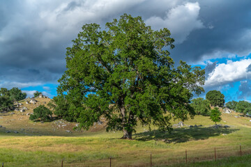 Foothills and Oak Trees-003
