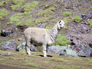 Llama Lama glama mammal that abounds in the high plateau of the Andes, Peru.