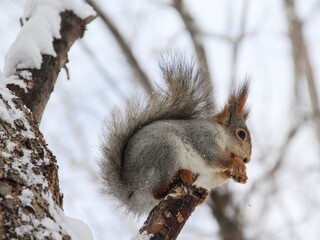 squirrel in the Park