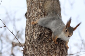 Obraz premium squirrel in the Park