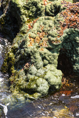 It's Nature of the Socotra Island, Yemen. UNESCO World Heritage