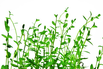 Water green tree on white background