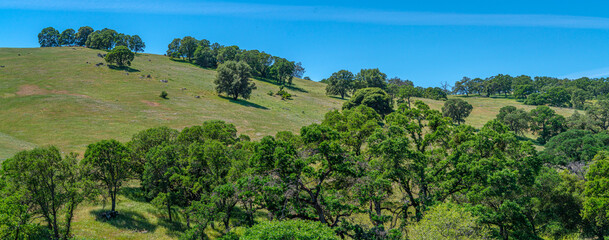Foothills and Oak Trees-008