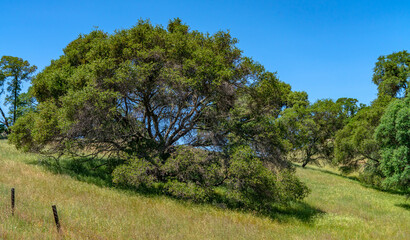 Foothills and Oak Trees-009
