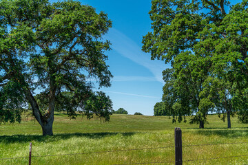 Foothills and Oak Trees-013