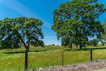 Foothills and Oak Trees-014